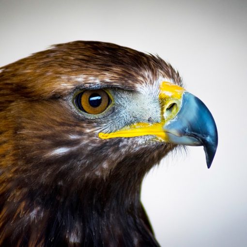 Plumes naturelles, plumes d'aigles, plumes d'oiseaux exotiques, plumes de perroquets, espèces protégées